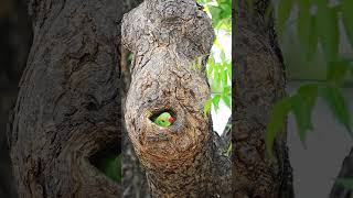 Baby Parrot watching from the nest hole #babyparrot #babybird #cutebirds