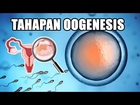 Proses Pembentukan Sel Telur Wanita (Oogenesis)