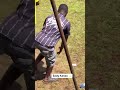 Eddy kenzo walinya ku stage kibela kilalamu #eddykenzo #ugandanartist #music #ugandanmusician