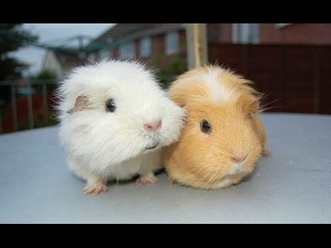 adorable guinea pig