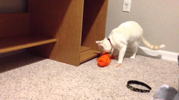 Watch the video about Blue out Siamese fire point