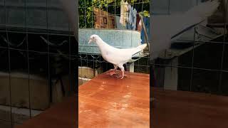 Мрамор молодёжь 🕊️🕊️