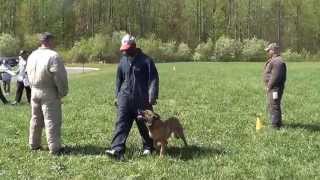 NADF Level 2 Pattern A Obedience