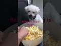 Viggo felt left out. No popcorn for him #dog #doglife #doglove #popcorn #movietime #familytime