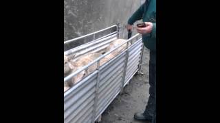 Farmwizard Bluetooth tag reader