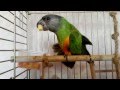 Сенегальский попугай выкормыш кушает (senegal parrot eats)