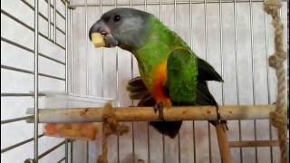 Сенегальский попугай выкормыш кушает (senegal parrot eats)