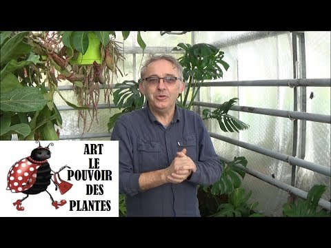 Vidéo: Cultiver Un Philodendron