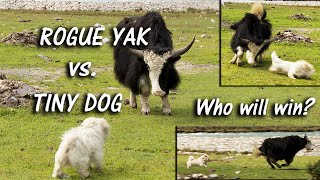 A twenty-pound bundle of fluff takes on an enormous, sharp-horned y...