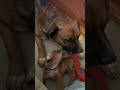 Jake and scrappy ❤️ Jake will forever be in our hearts.