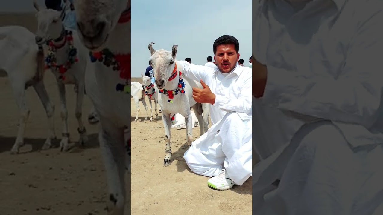 White barbari bakri 💓 barbari bakriyan  Khade Kan wali teddy bakriyan Teddy 