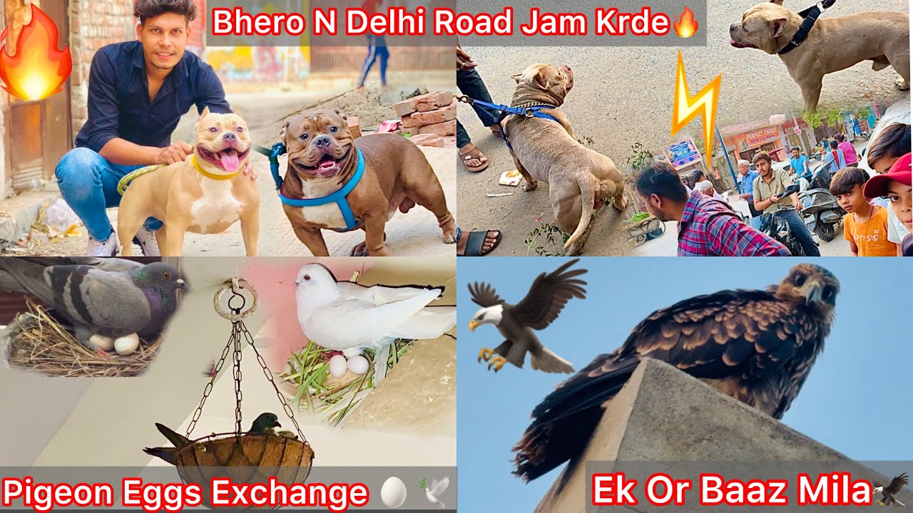 Bhero Ko Dekh Road Par Jaam Lag Gya🐶Bhero Monster🔥 Birds Market Gye🦢New Birds Lene😍Ek Or Baaz Mila🦅