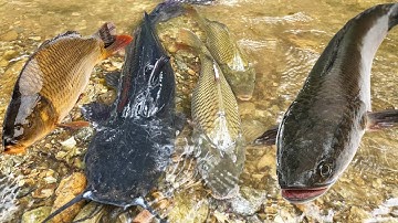 Các Loại Cá Nước Ngọt, Cá Trê Lai, Cá Bò, Cá Dọn Bể, Cá Sấu, Cá Chép, Cá Sộp, Các Loại Cá Sông