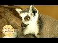 Зоопарки Чехии. 7 серия / Диалоги о животных