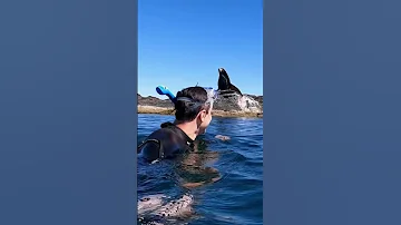 Страшно ли плавать с морскими котиками?