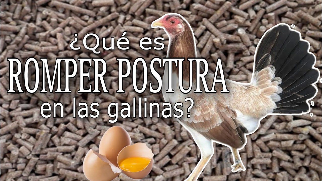 Qu Es Romper Postura En Las Gallinas Crianza De Gallos Finos Youtube