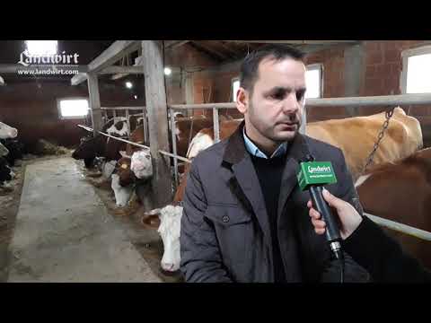Video: A mund të sëmuren lopët nga ngrënia e tërfilit?