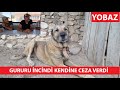 KURT SÜRÜDEKİ KOYUNUN BİRİNİ YARALAYINCA UTANCINDAN 2 GÜN YEMEK YEMEYEN GURURLU KÖPEK YOBAZ (Part 2)