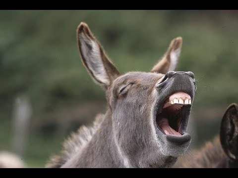 יצאתמצחיק - חיות מצחיקות - funny animals - YouTube