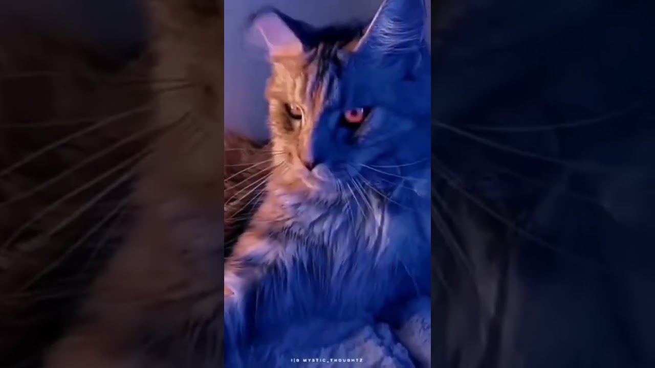 master cat attitude whatsapp status video #animal lovers