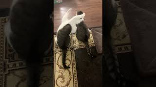Cat Yoshi Gives Sushi The Stone Cold Stunner Ep 129