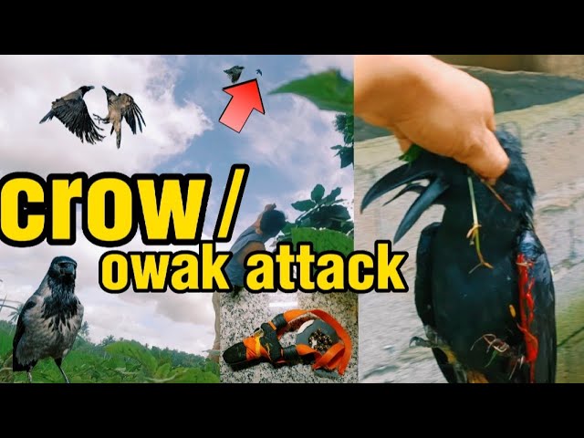 CROW ATTACK/GRABI NAPALABAN AKO NG UWAK #huntingbirds #hunting #slingshotchallenge #slingshot class=