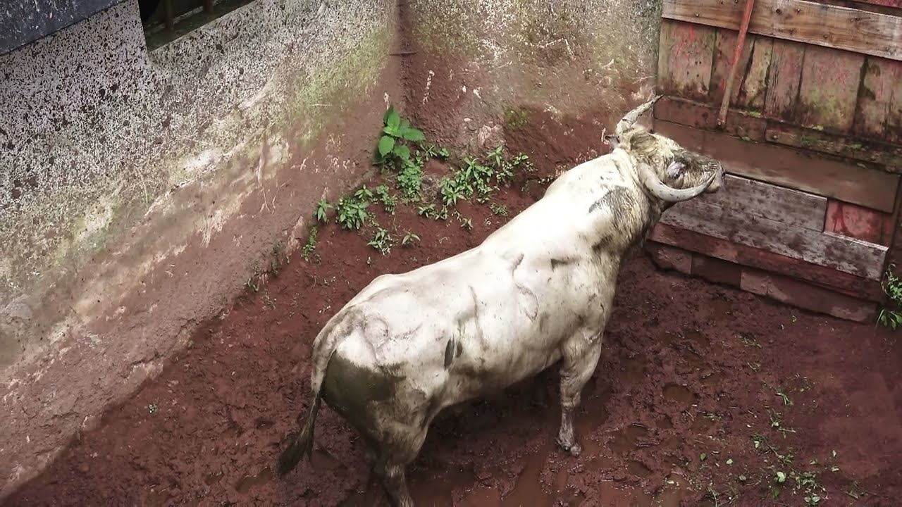 RB Wild & Dangerous Bulls - (Embarque Curro RB Sanjoaninas 2024) - Ilha Terceira - Açores