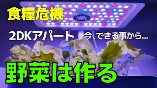 野菜の備蓄は？庭なし、狭いベランダ、野菜作ってます｜悩んでいる時間はないから