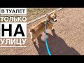 ПРИУЧАЕМ ЩЕНКА к туалету на УЛИЦЕ / Ушли в лес с Сэдди без Таффи