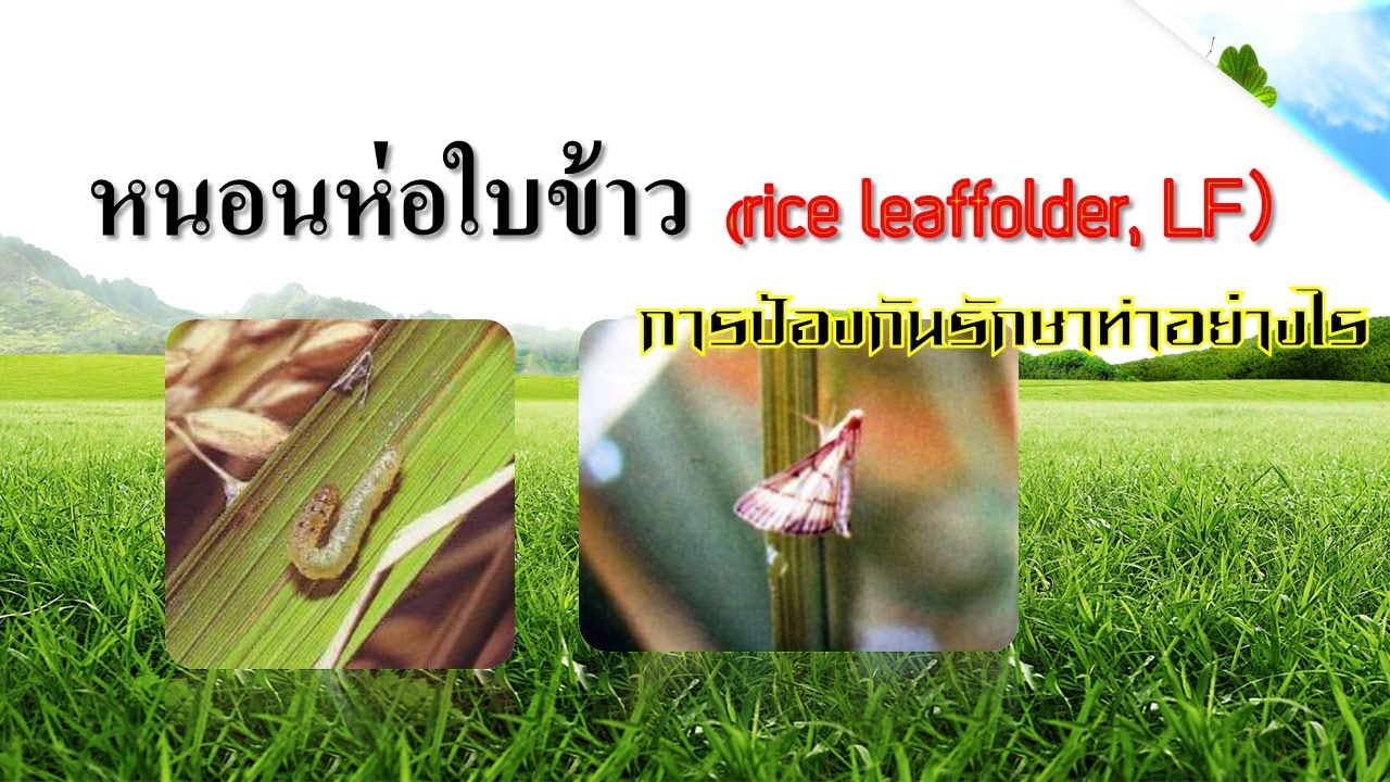 หนอนห่อใบข้าว (rice leaffolder, LF)