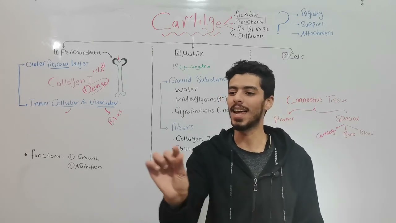 Histology MSK Cartilage 1