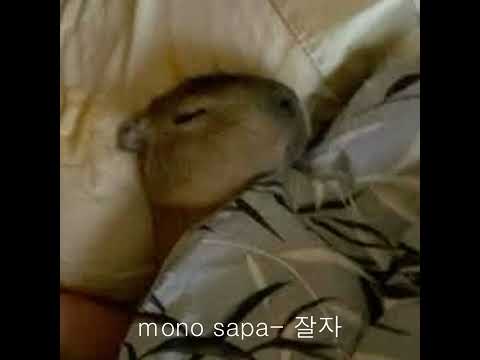 mono sapa-잘자