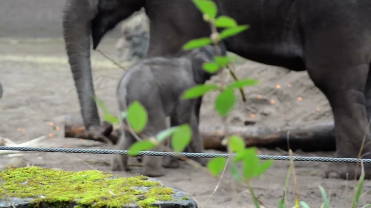 Yuki het zusje van Mook moet even plassen . . .