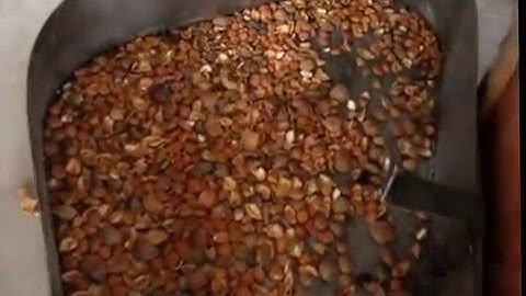 hazelnut almond cracker, hazelnut almond sheller shelling cracker cracking machine