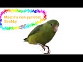Meet my new parrotlet Strobby