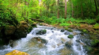 Morning forest 🌲 sounds, magnificent birds 🐦 chirping, beautiful bubbling water stream 🌊 sound, ASMR