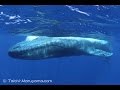 シロナガスクジラの水中撮影🐳／Blue Whale Encounter／「smile／♪」