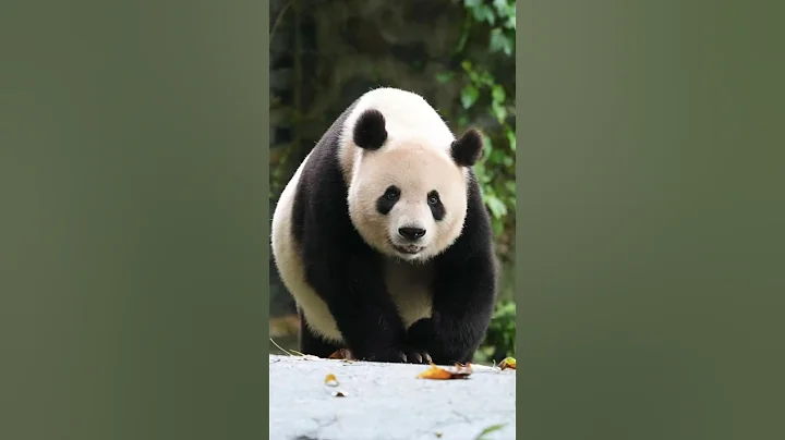 FeiFei妃妃是永巴的長女，添添的姐姐，飛雲的媽媽。目前在都江堰基地養老，28歲了，還是奶呼呼的。(詳情看評論區) - 天天要聞