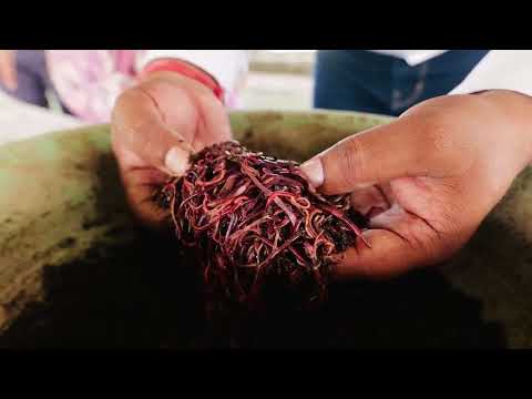 जैविक एवं प्राकृतिक खेती उत्कृष्ट केंद्र, कृषि विश्वविद्यालय, कोटा