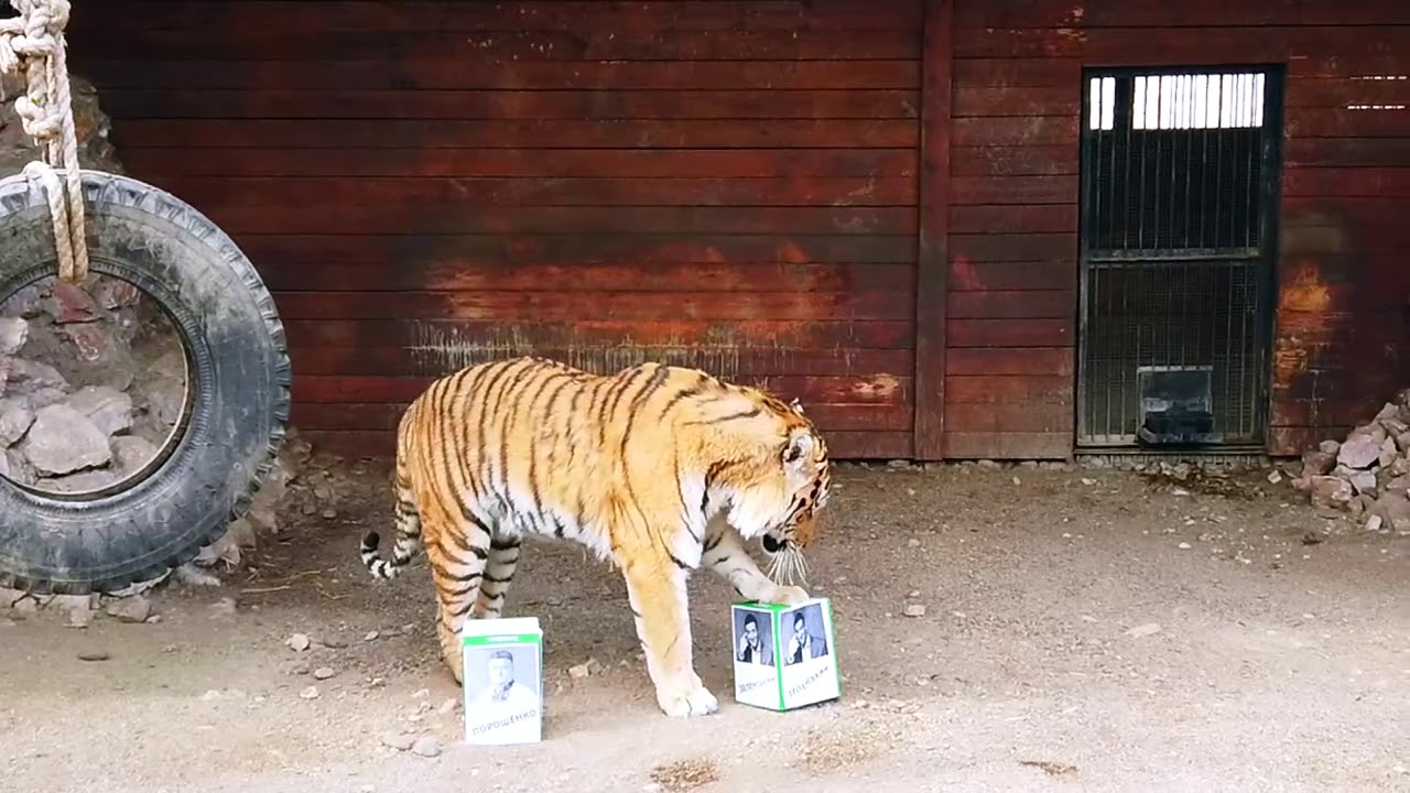 Магазин Тигр В Красноярске