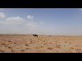 buen Paisaje con camellos en el sur de Marruecos 2021 #sahara #marruecos #camellos #2021 #2022
