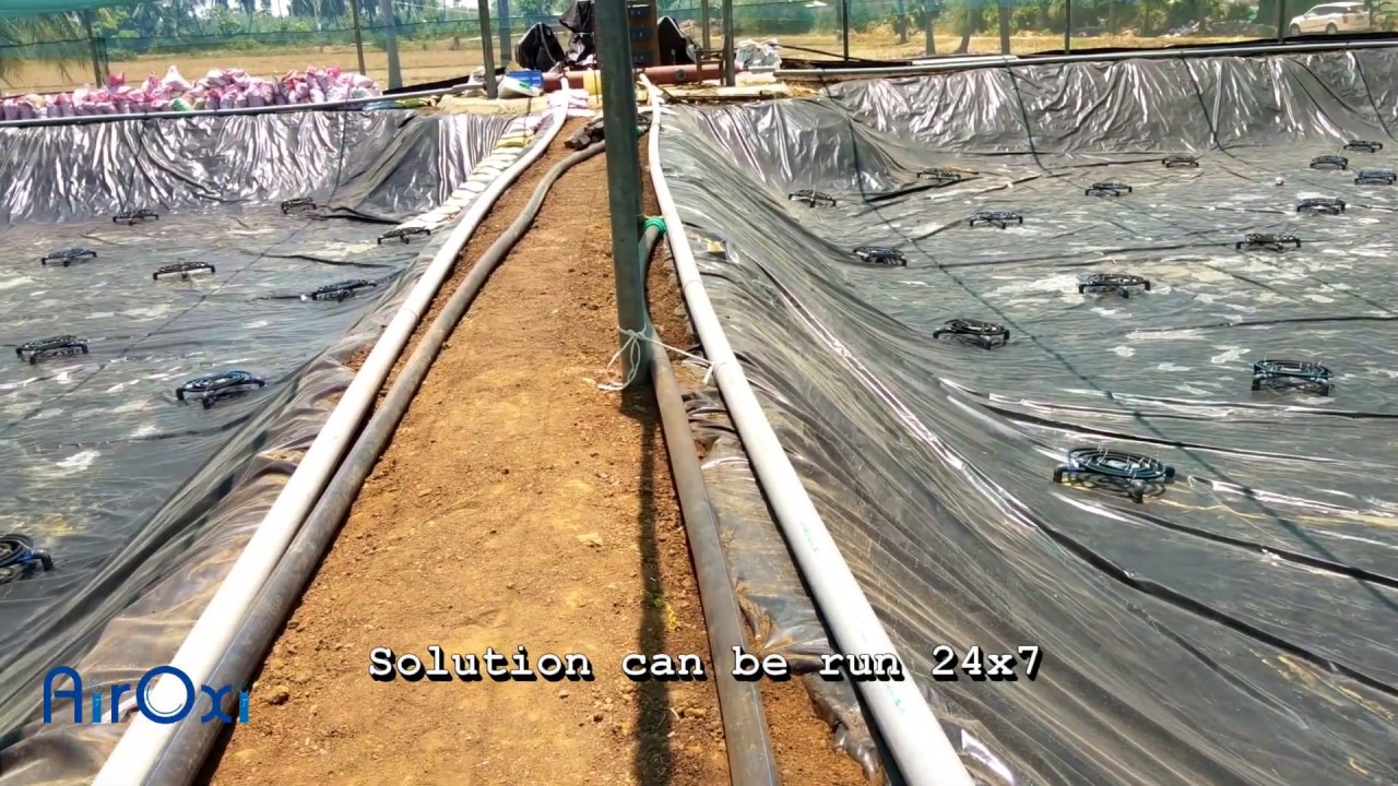 Aeration Setup in Shrimp Grow Out Ponds  - Detailed Drone View - AirOxi Tube