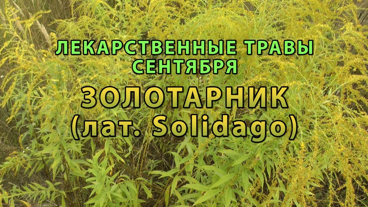 Лекарственные растения сентября "Золотарник"
