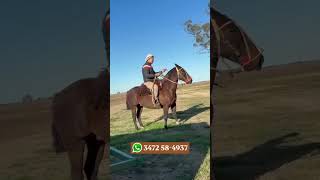 Criollo Puro Inscripto En Oferta