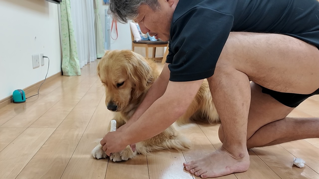 DOGGIE PEOPLE CC33 ゴールデンリトリーバー They're a little clumsy, so I just can't help but want to help