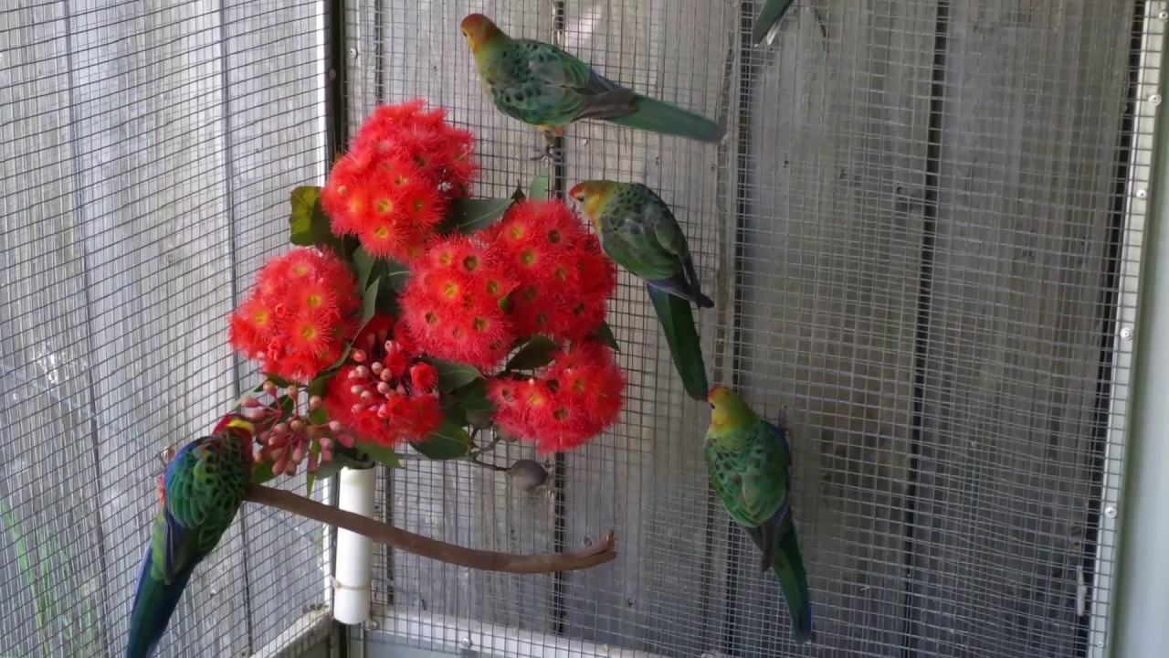 Western rosella juveniles eating sum fresh flowers 