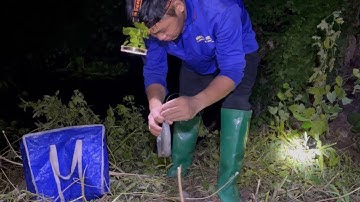 Cá Trê Trắng Nấu Canh Chua Ngãi Bún Và Trải Nghiệm Cắm Câu Cá Lóc Đêm | T5 #duymiềntây