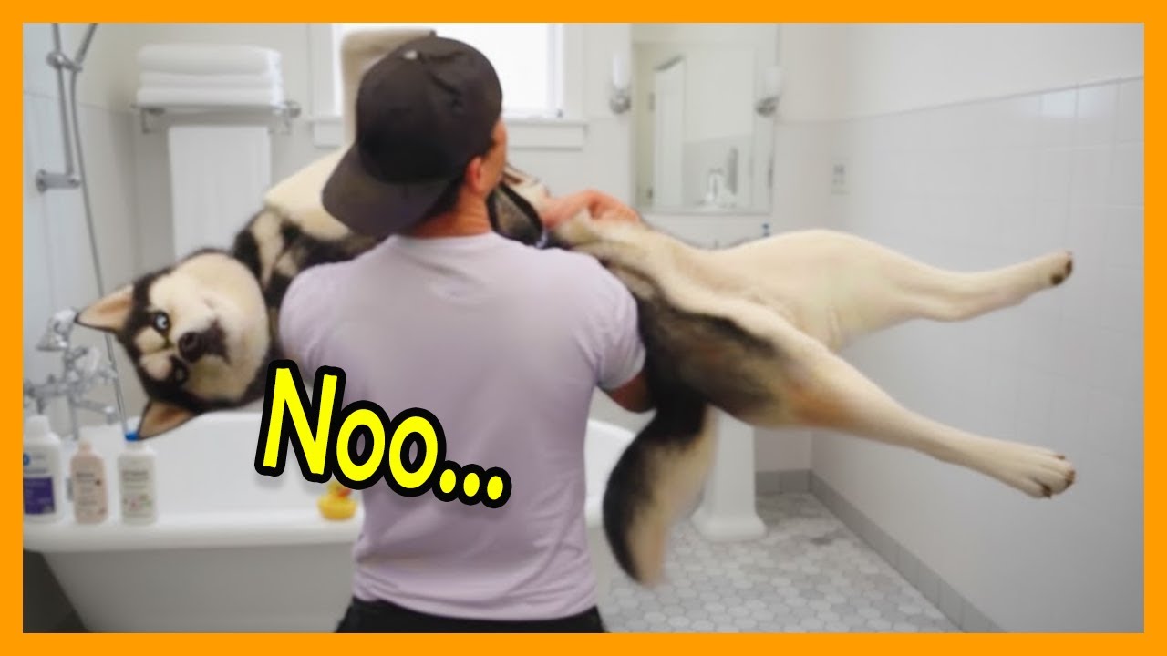 Big Dogs Who Totally Lose It at Bath Time 🛁😂  Funny Dog Video 🐾