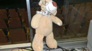 The Suicide Bear
