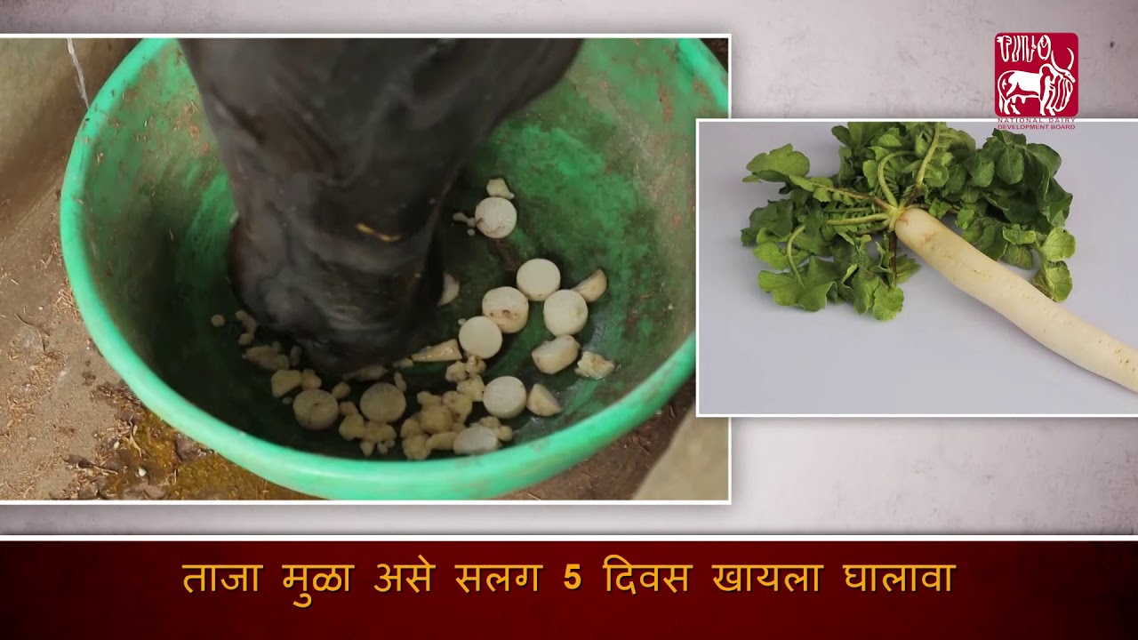 Traditional veterinary treatment for Repeat Breeding (Marathi) YouTube